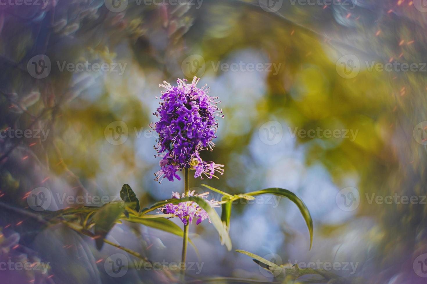 peu doux dans le jardin sur le Contexte de vert feuilles fermer photo