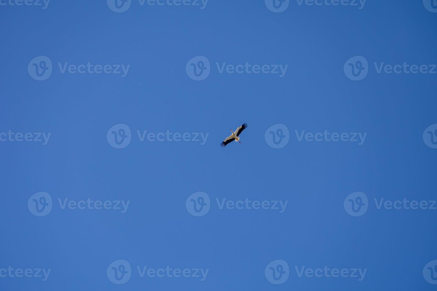 cigogne oiseau dans vol contre une bleu sans nuages ciel Contexte photo