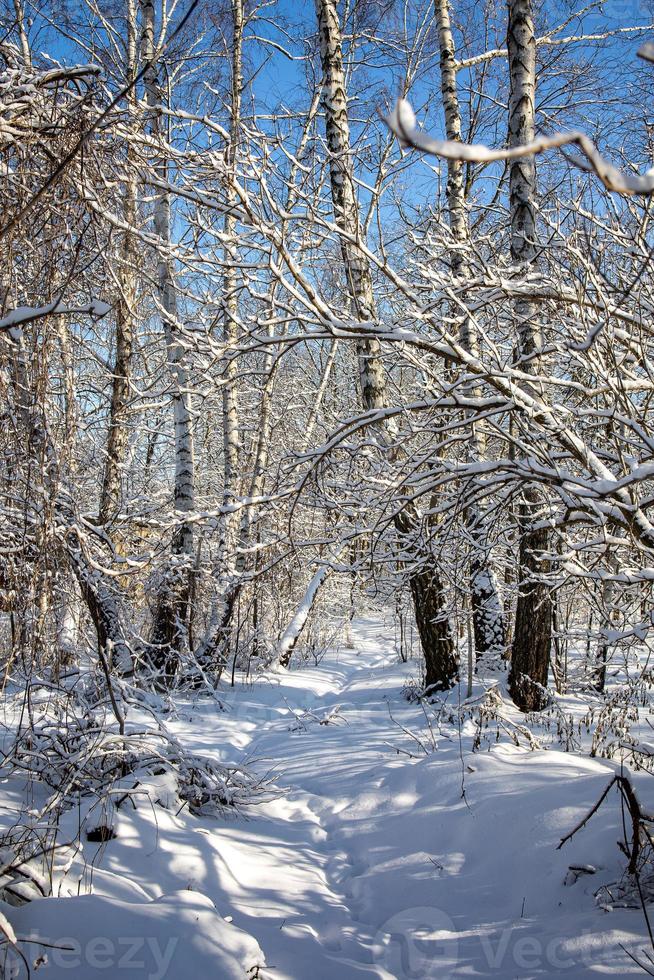 hiver paysage avec une forêt route parmi couvert de neige des arbres sur une ensoleillé journée dans Pologne photo