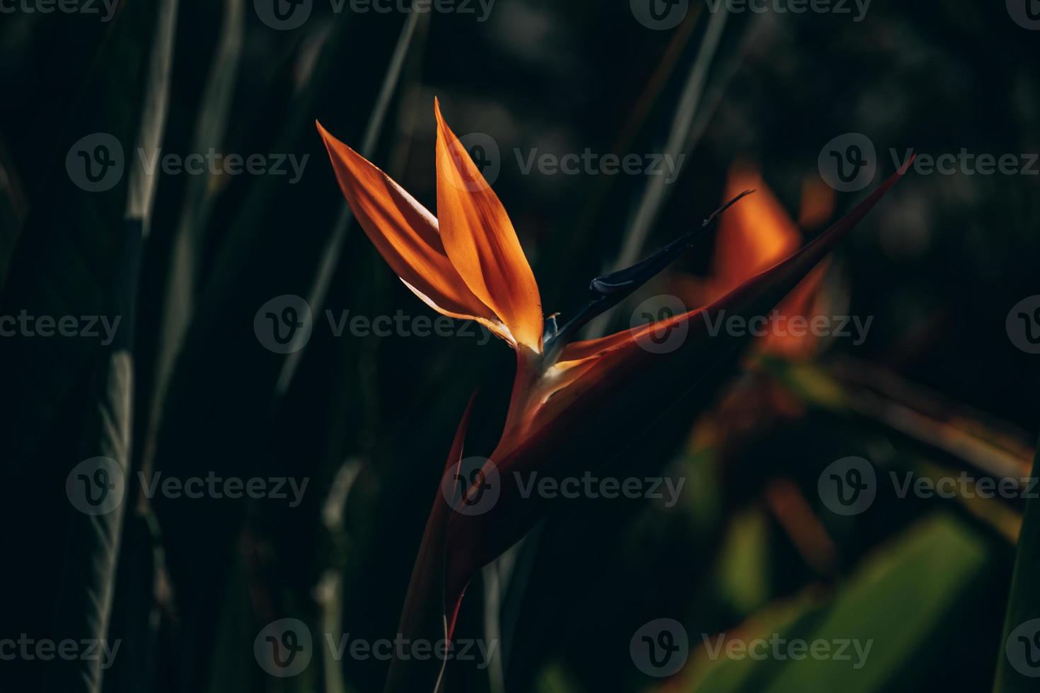 Orange royal strelitzia dans le jardin dans le chaud des rayons de le Soleil photo