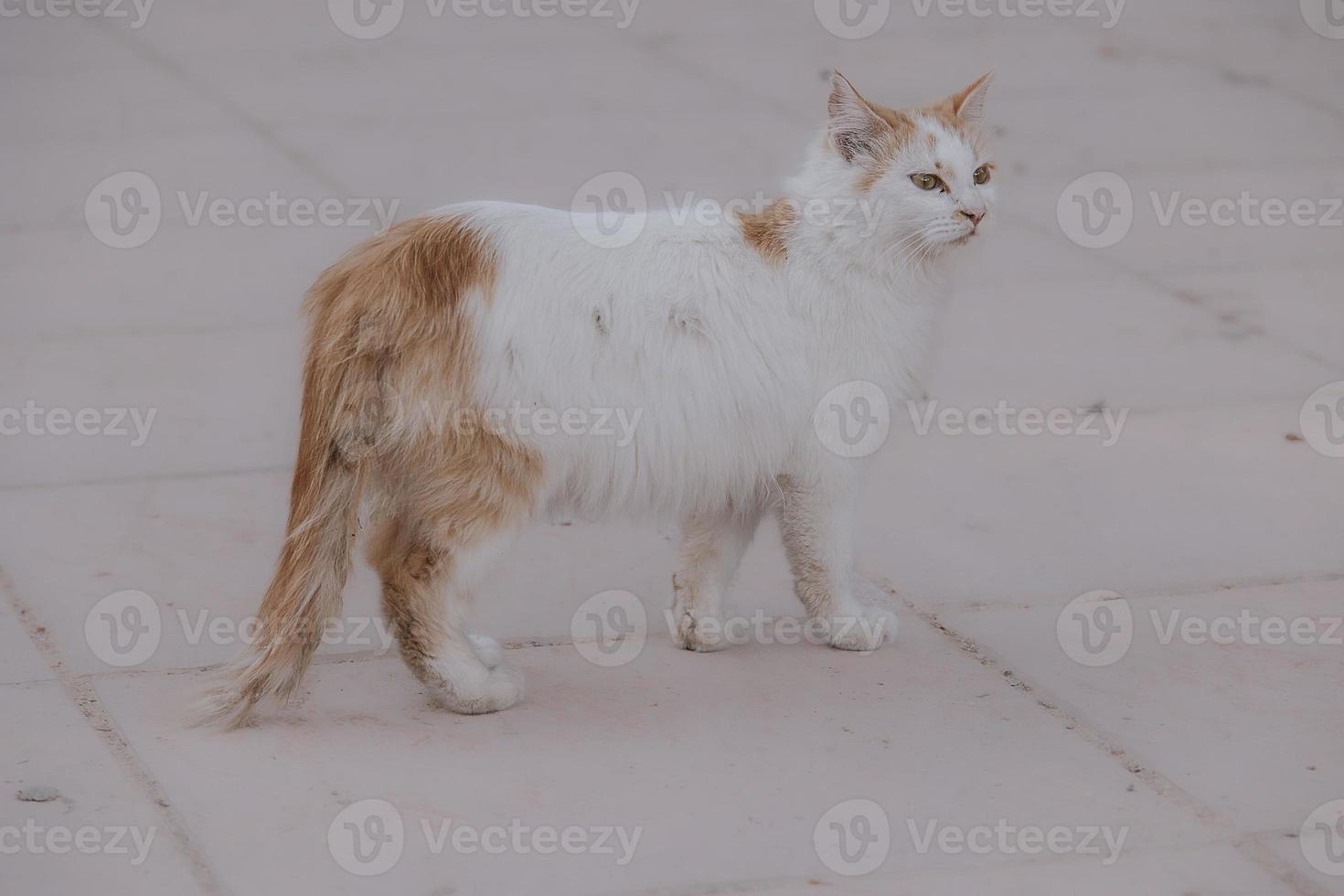 rouge et blanc sans abri chat sur une beige Contexte photo