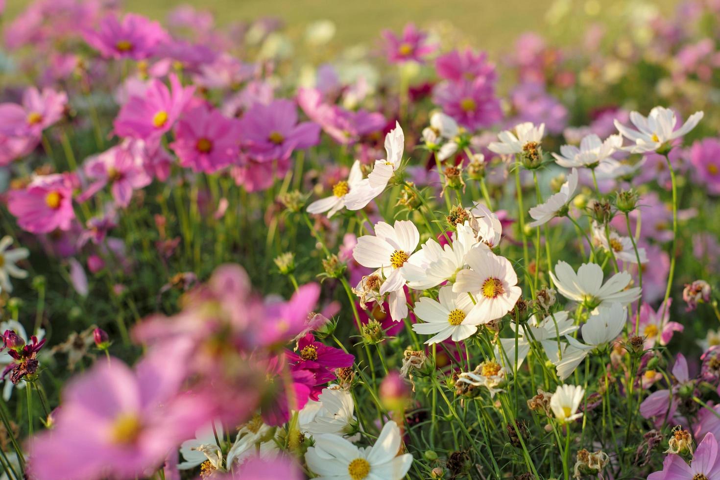 Mise au point sélective sur la foule de fleurs de marguerite colorées dans le domaine photo