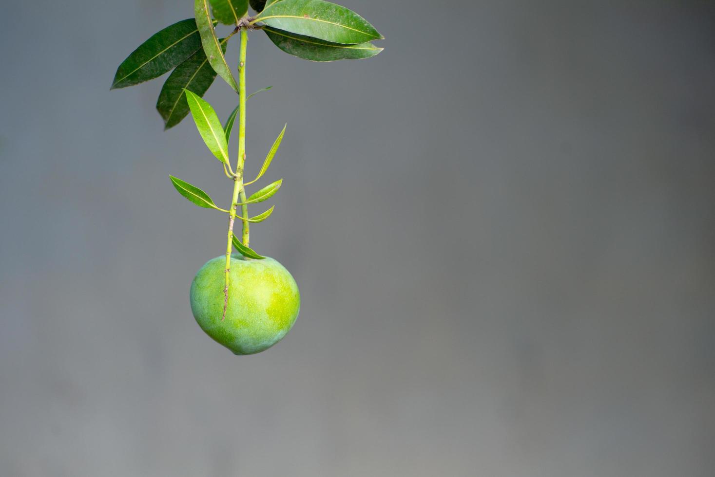 Gros plan mangue accroché à la branche avec des feuilles vertes isolé sur fond blanc photo