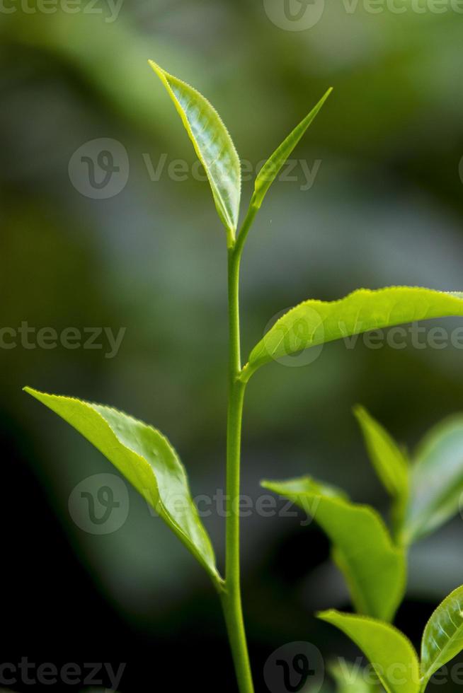 thé feuilles dans Frais jardin. photo