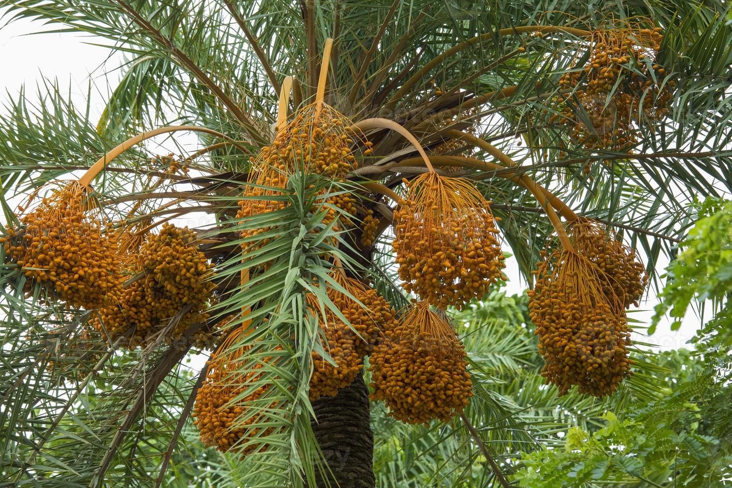 brut bouquet de Date paume pendaison sur le arbre. photo