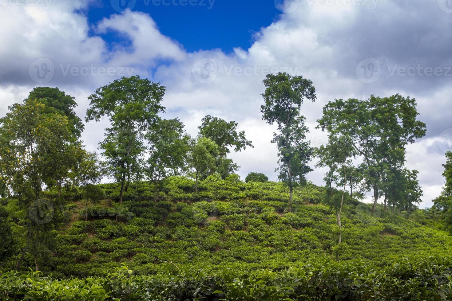 thé recours champ paysage dans Moulovibazar, Bangladesh. photo