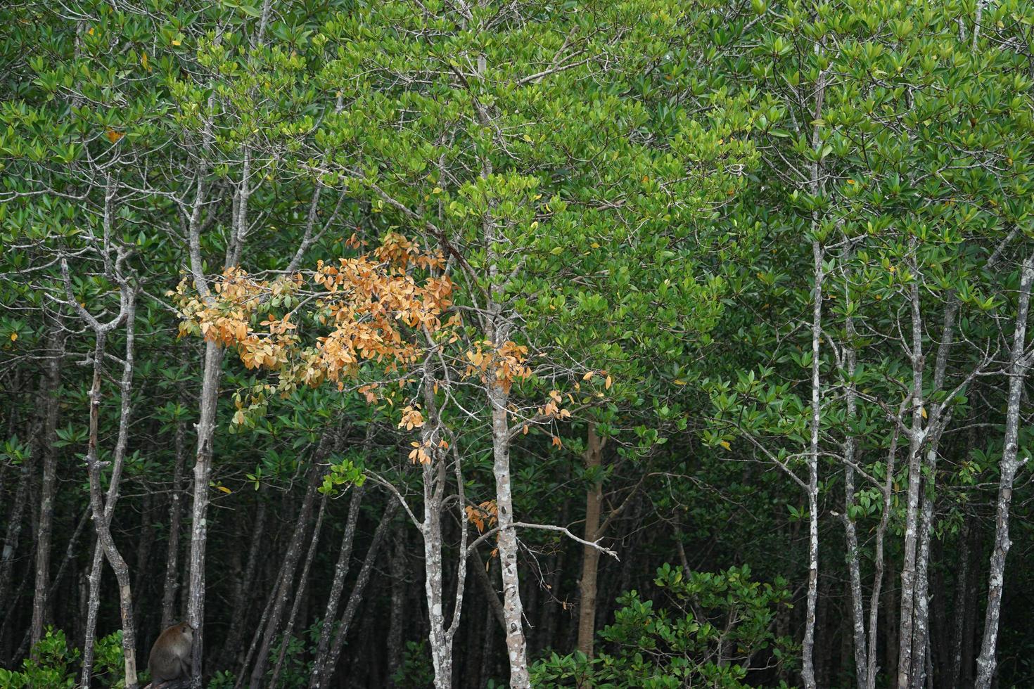 bondé d'arbres dans la forêt de mangrove photo