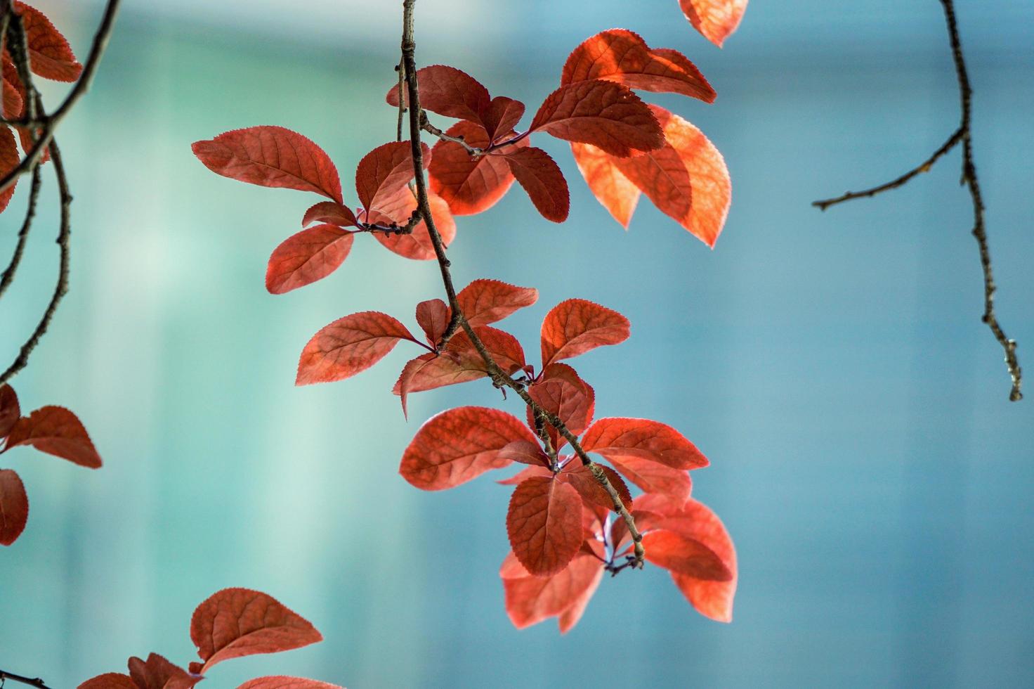 feuilles d'arbre rouge en saison d'automne photo