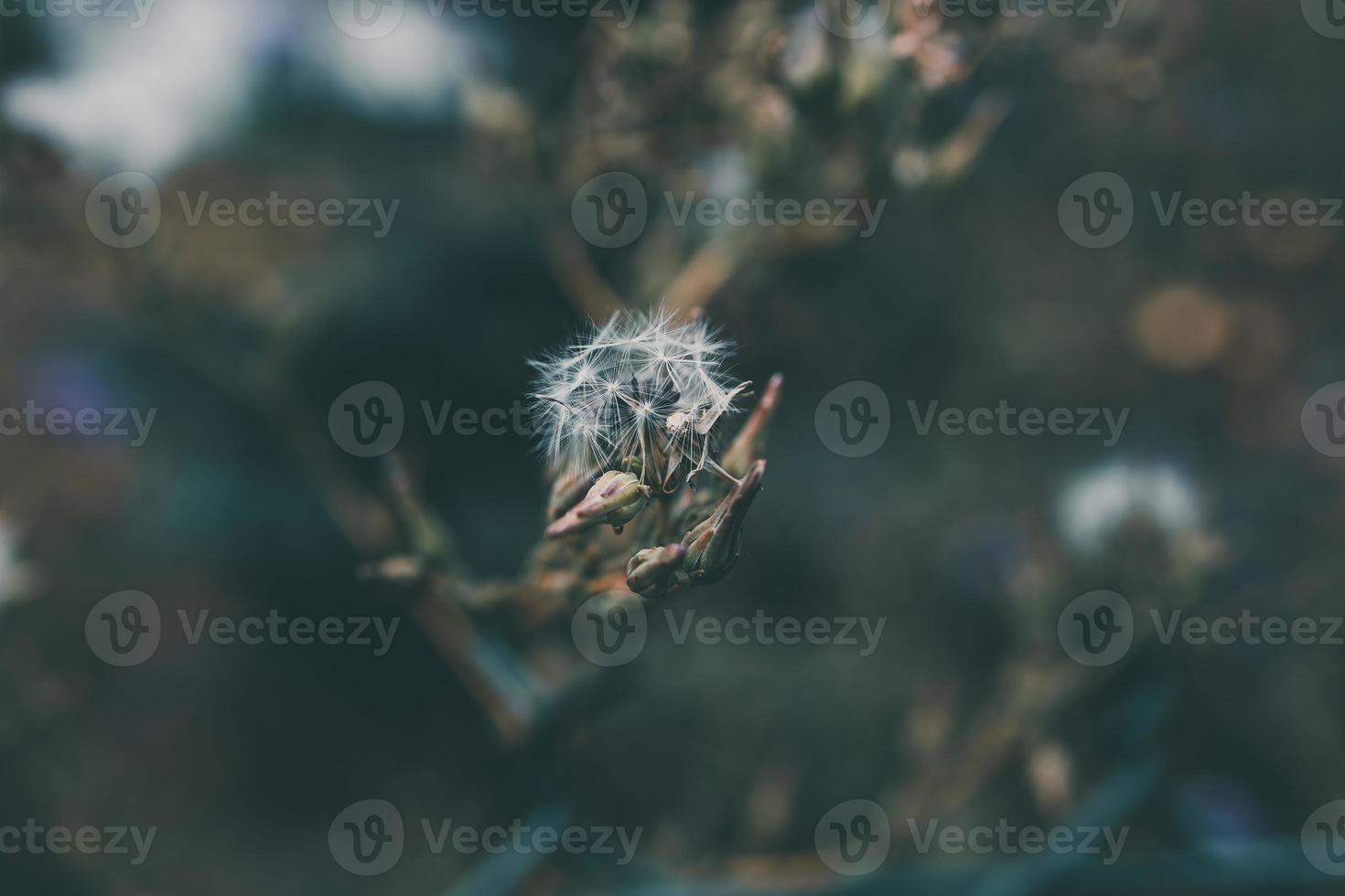 été fleur pissenlit sur une vert Contexte dans fermer photo