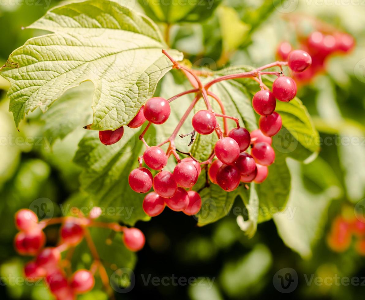 branche de raisin rouge photo