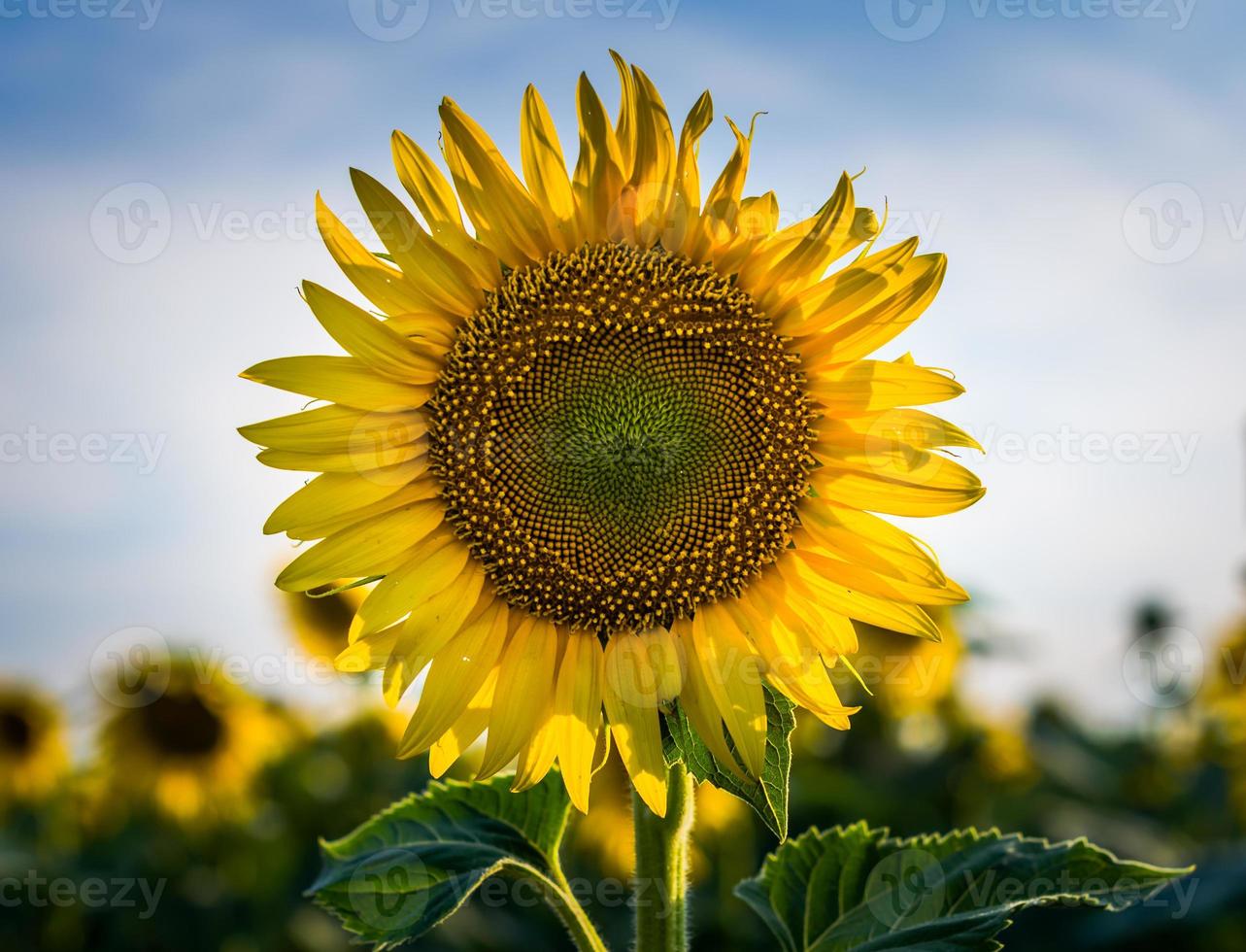 gros plan, de, a, tournesol photo