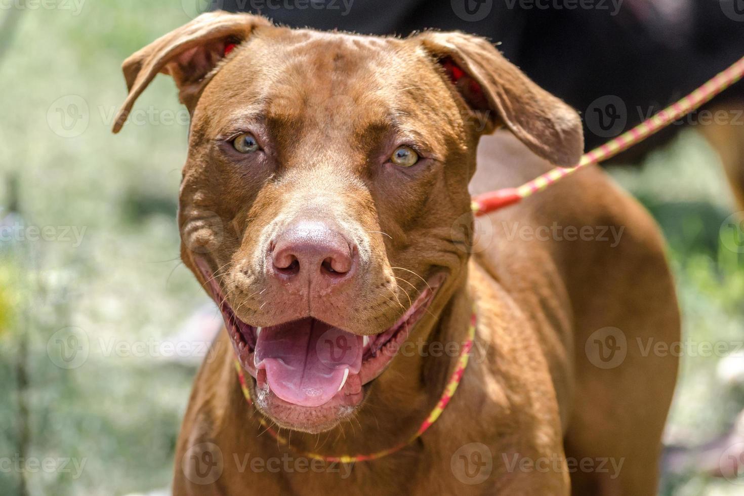 chien brun en laisse photo