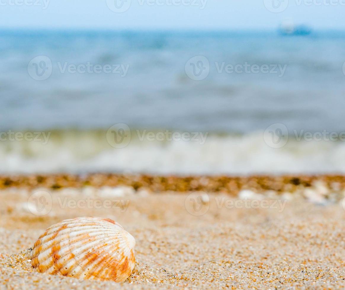 coquille sur la plage photo