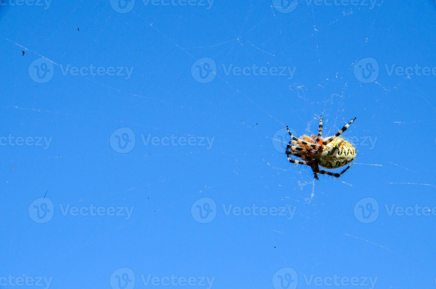une araignée sur bleu Contexte photo