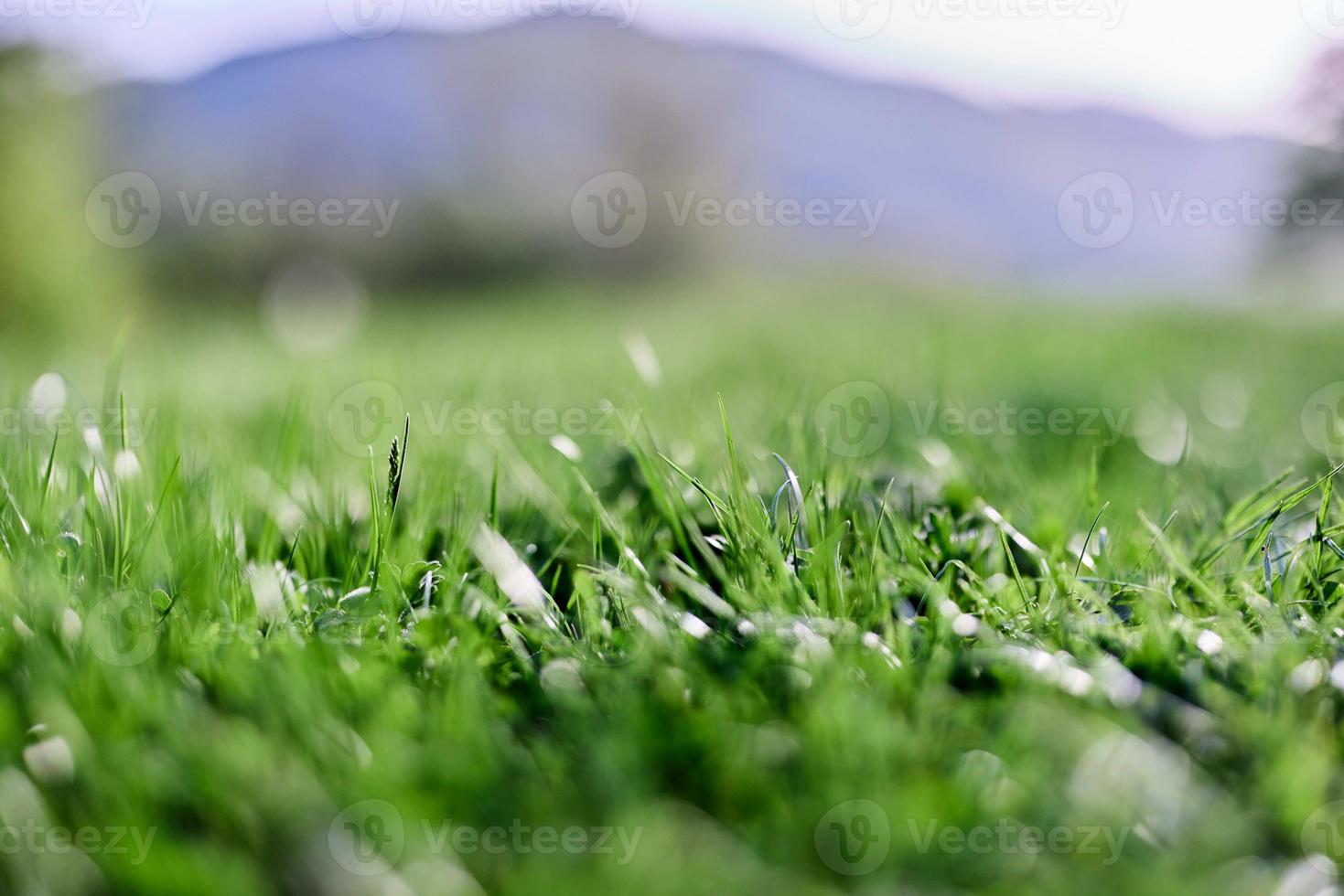 printemps Jeune pelouse herbe, illuminé par lumière du soleil. le énergie de vie, une en bonne santé planète photo