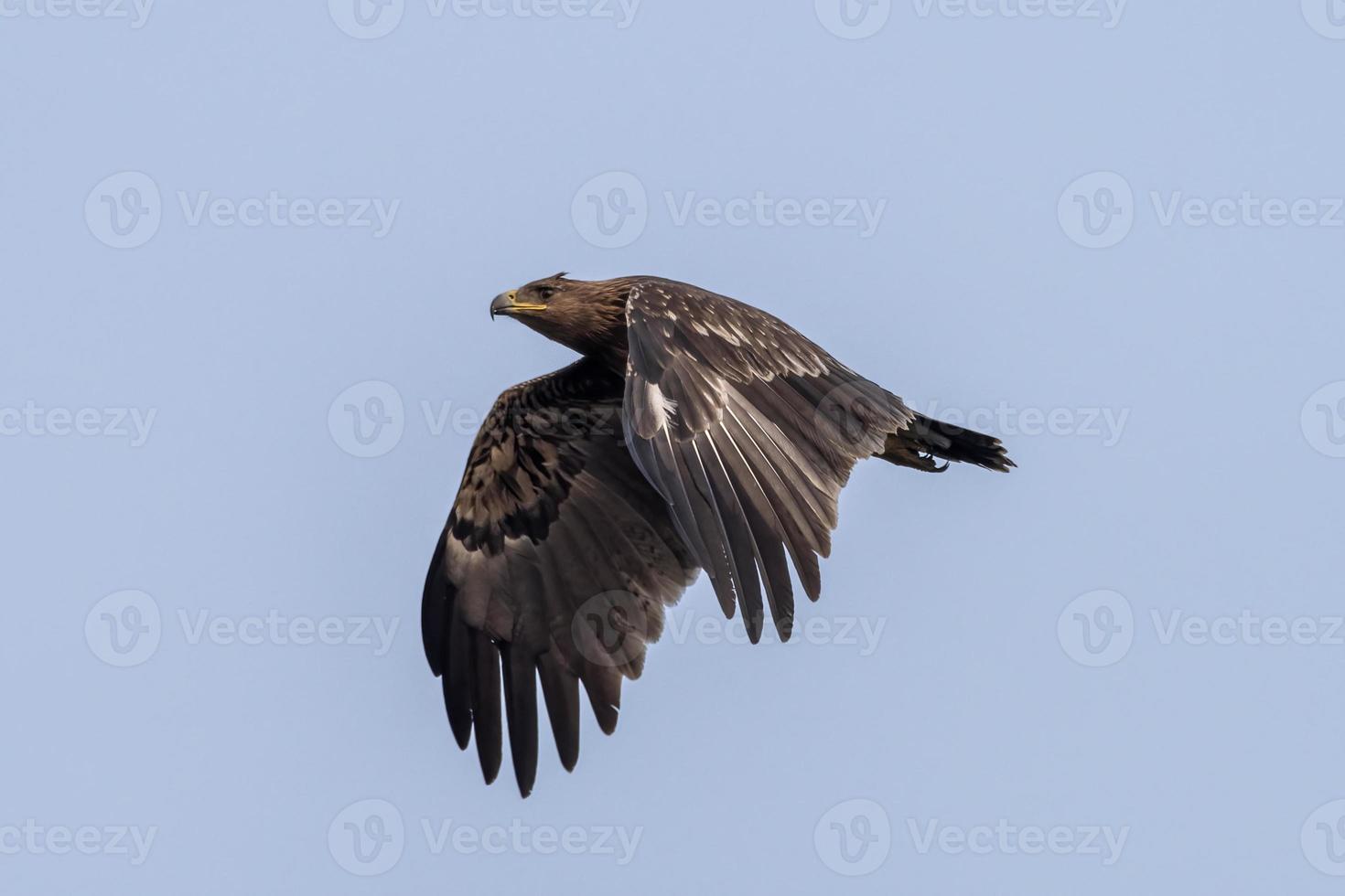 plus grand Pointé Aigle ou clanga clanga observé près nalsarovar dans Gujarat Inde photo