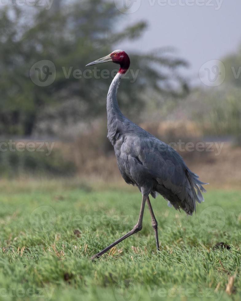 sarus grue ou antigone antigone observé près nalsarovar dans Gujarat, Inde photo