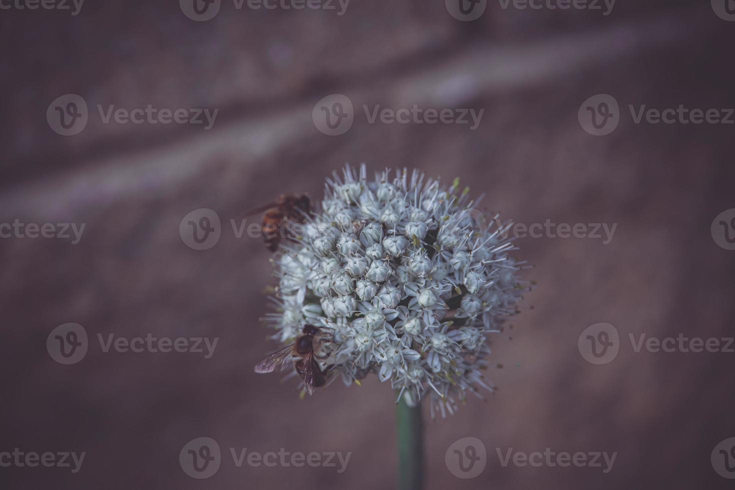 Ail fleur sur une pastel chaud Contexte avec une abeille photo