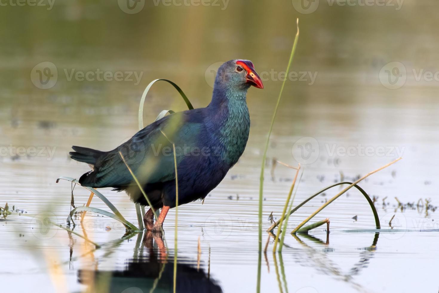 à tête grise nagé ou porphyre poliocéphalie observé dans nalsarovar dans Inde photo