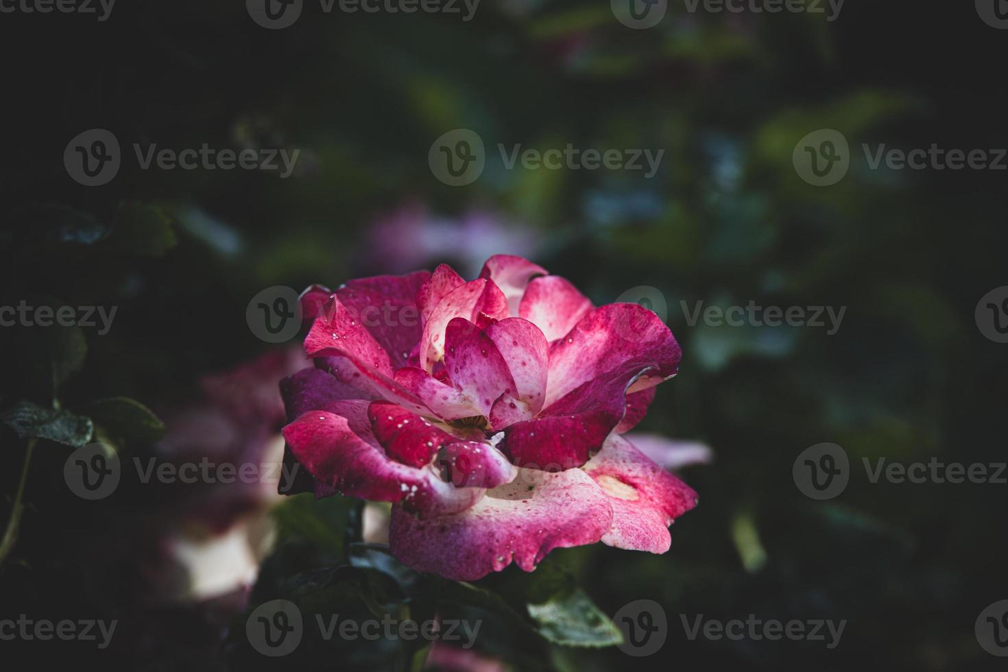 blanc-rose Rose dans une été jardin contre une Contexte de vert feuilles photo