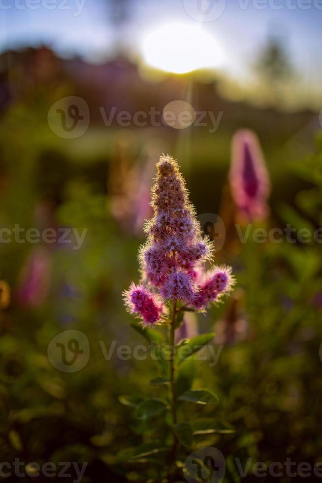 violet fleur sur une buisson dans le après midi Soleil photo