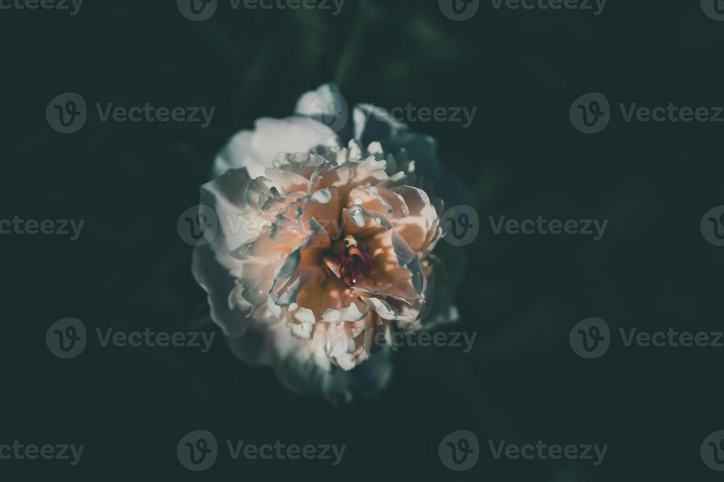 rose pivoine sur le Contexte de vert jardins sur une été journée photo