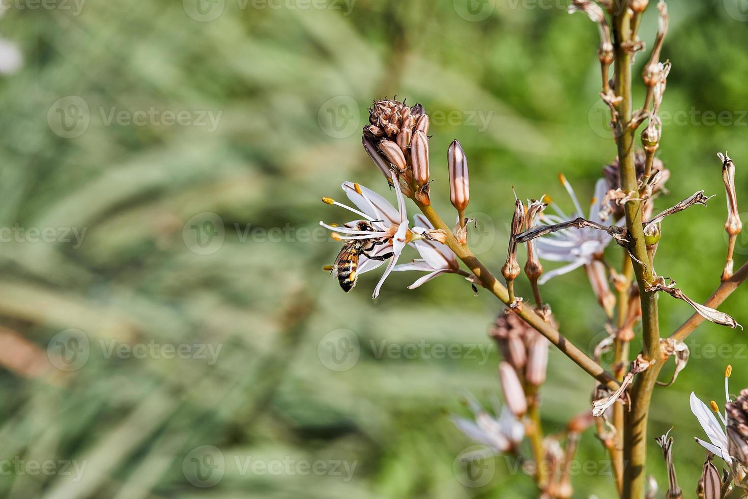 ramifié asphodèle une espèce de asphodèle aussi connu comme rois baguette magique, rois Personnel et petit asphodèle, ses botanique Nom est asphodèle ramosus. abeille sur fleur collecte pollen photo