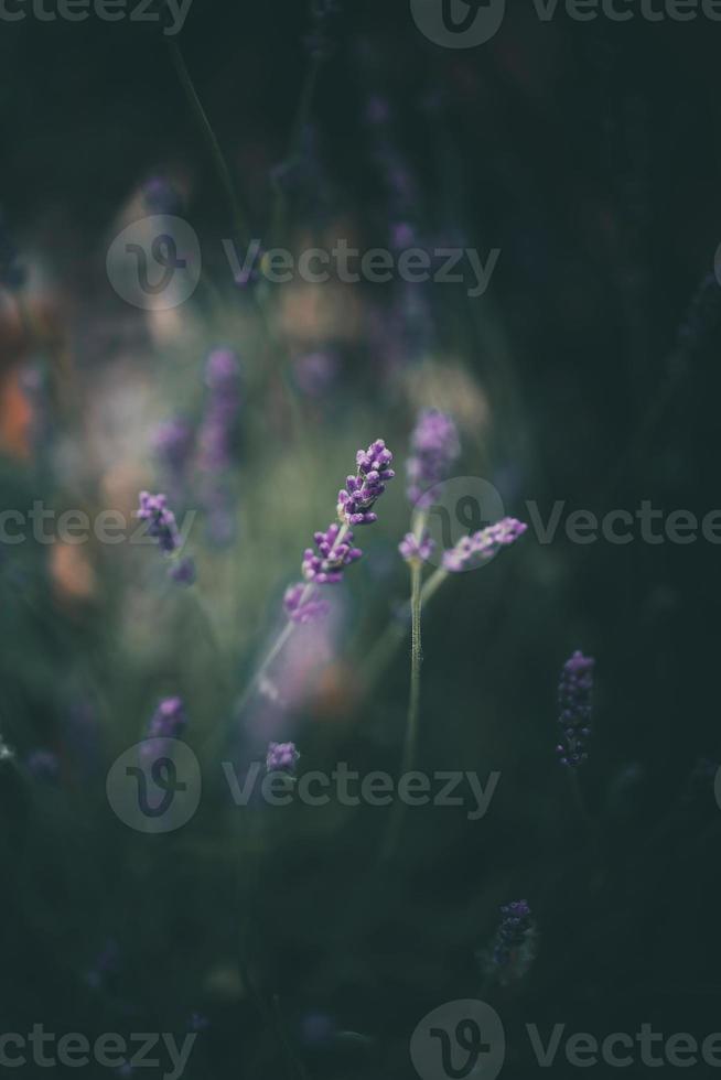 lavande fleurs dans le jardin sur vert Contexte photo