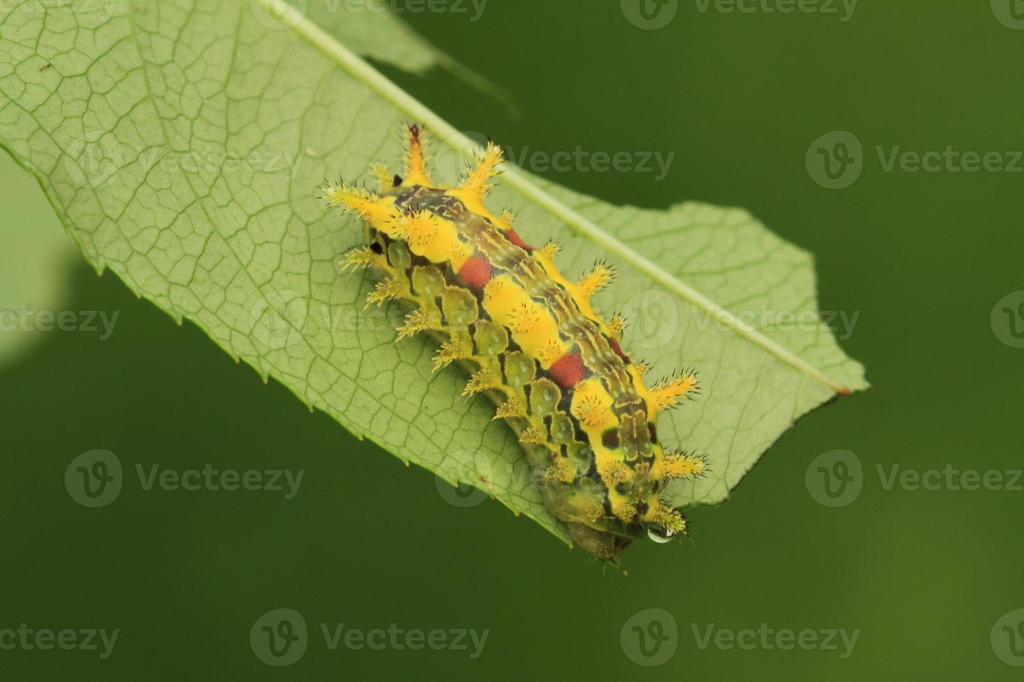 épineux chêne limace chenille photo