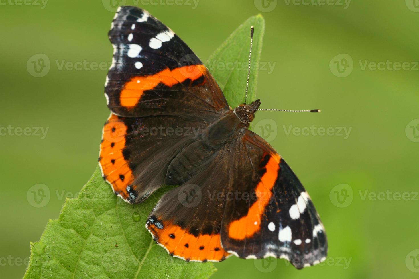 papillon amiral rouge photo