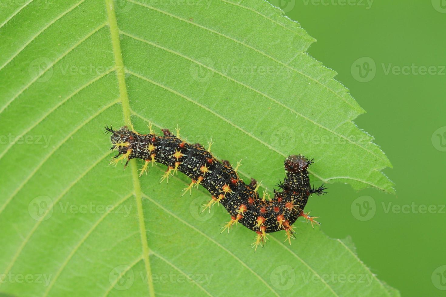 question marque papillon chenille photo