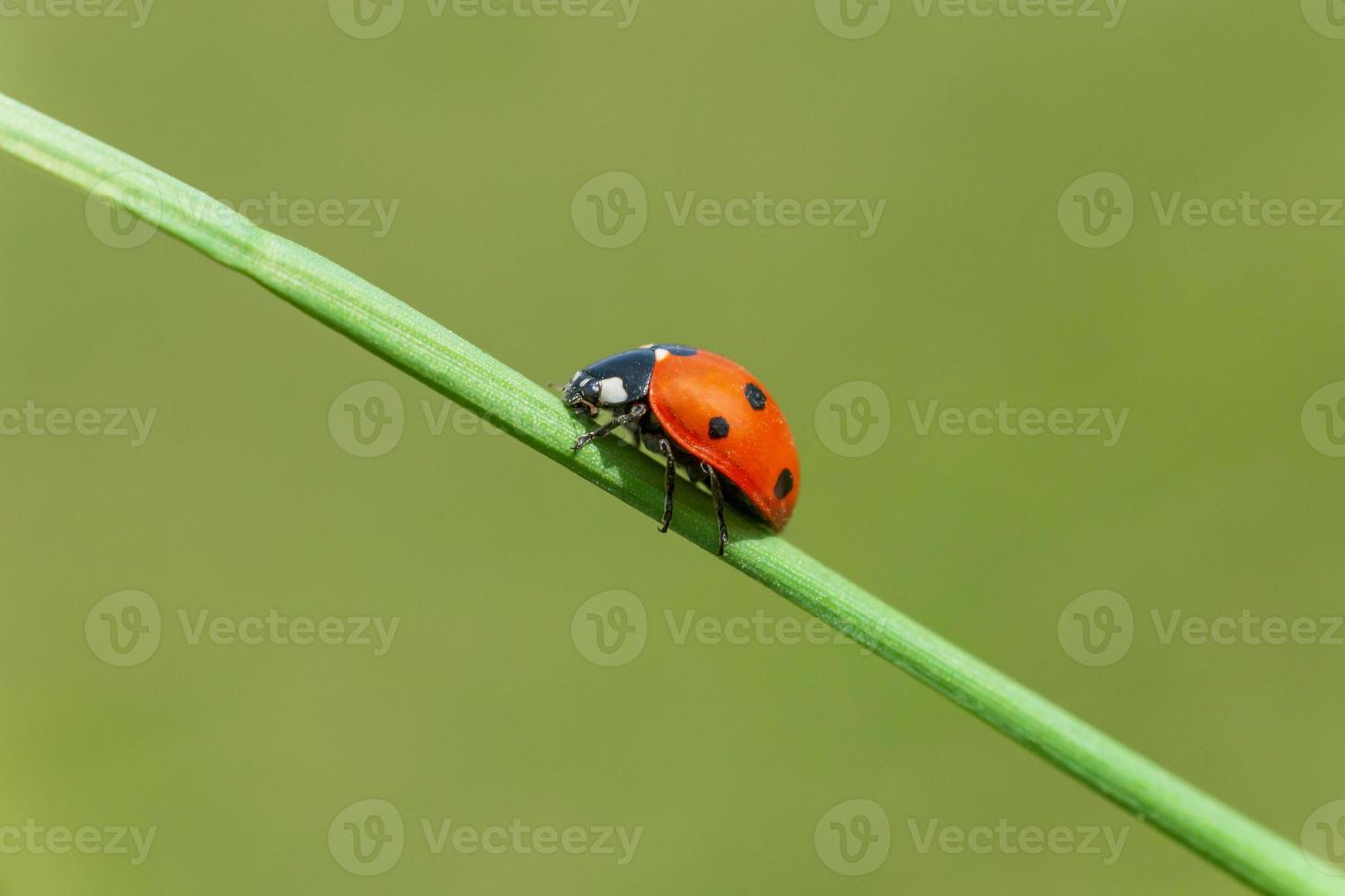 proche en haut de coccinelle séance sur lame de herbe photo