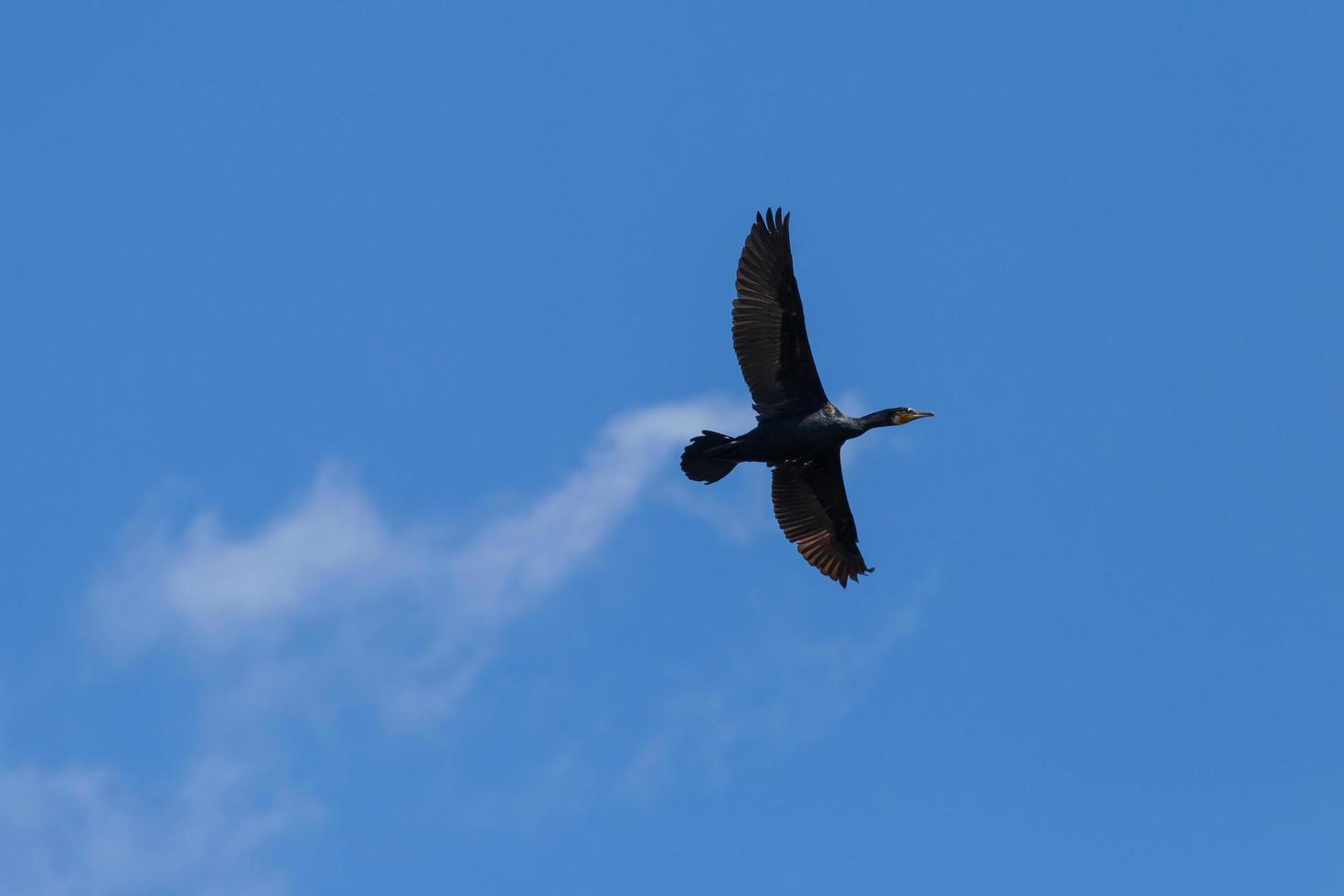 vue sur génial noir cormoran en volant dans une bleu ciel photo