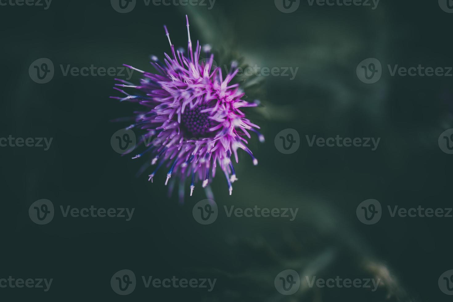 violet fleurs sur une foncé vert Contexte dans le jardin dans fermer photo