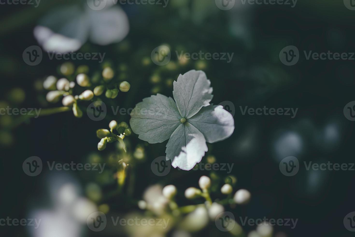 blanc printemps fleur sur une buisson dans une ensoleillé jardin photo