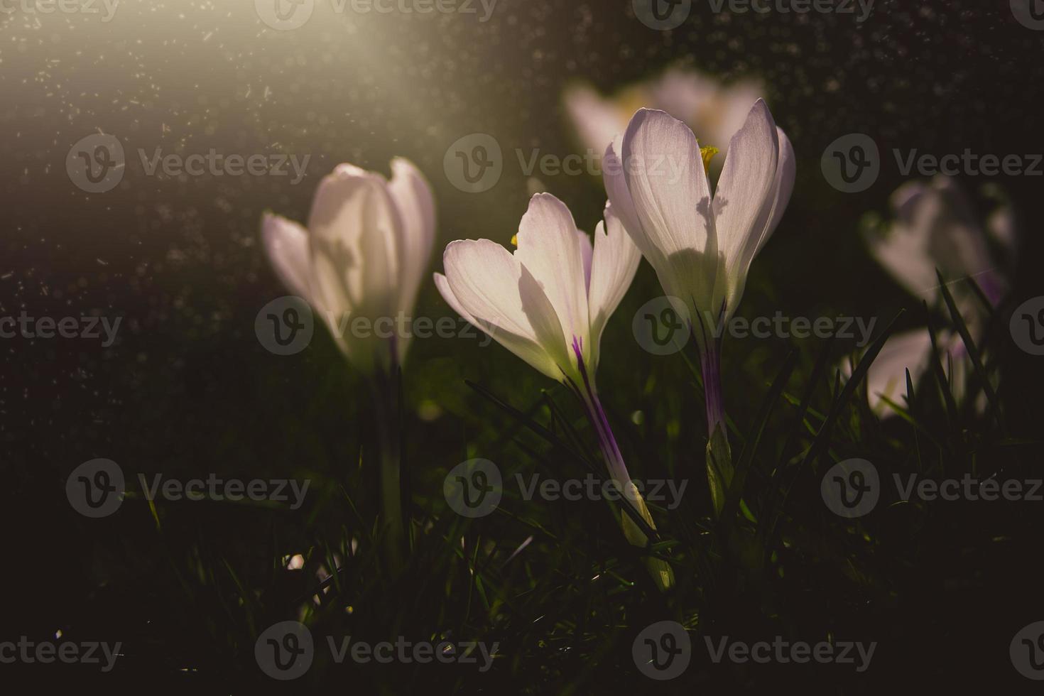 printemps fleurs crocus dans le jardin dans le chaud des rayons de le après midi Soleil photo