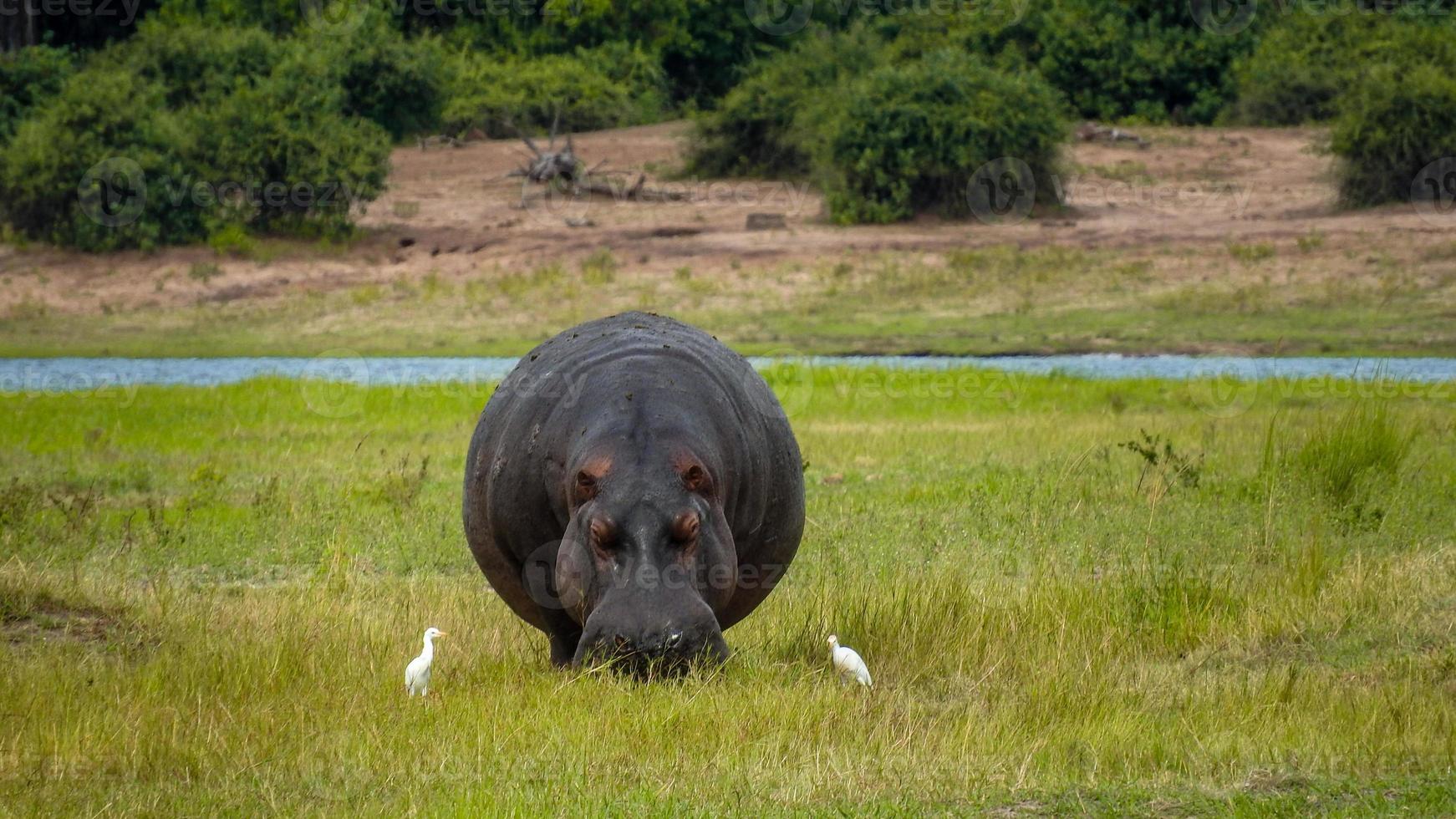 hippopotame broute dans le berge de rivière de chobe rivière le botswana photo