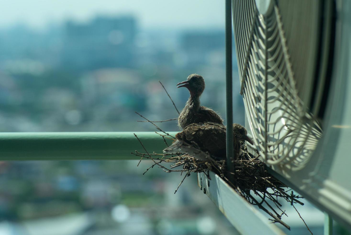 Gros plan des oiseaux dans un nid sur la cage en acier du climatiseur à la terrasse de la copropriété élevée avec arrière-plan flou paysage urbain au soleil matin photo