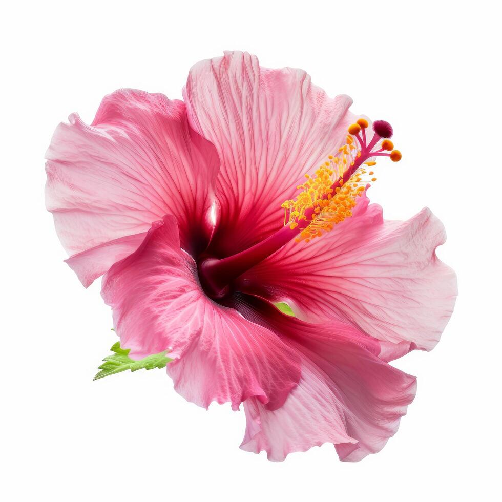 hibiscus fleur isolé. illustration ai génératif photo