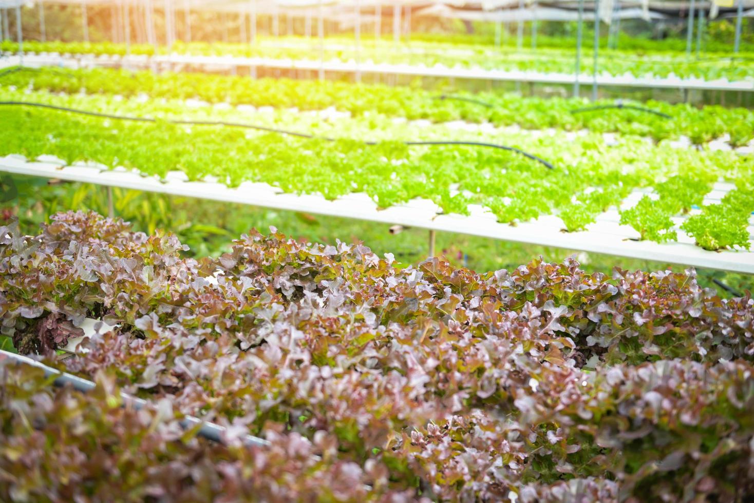 des légumes de hydroponique fermes Frais Butterhead salade et rouge chêne salade croissance dans le panier, biologique santé nourriture la nature feuille photo