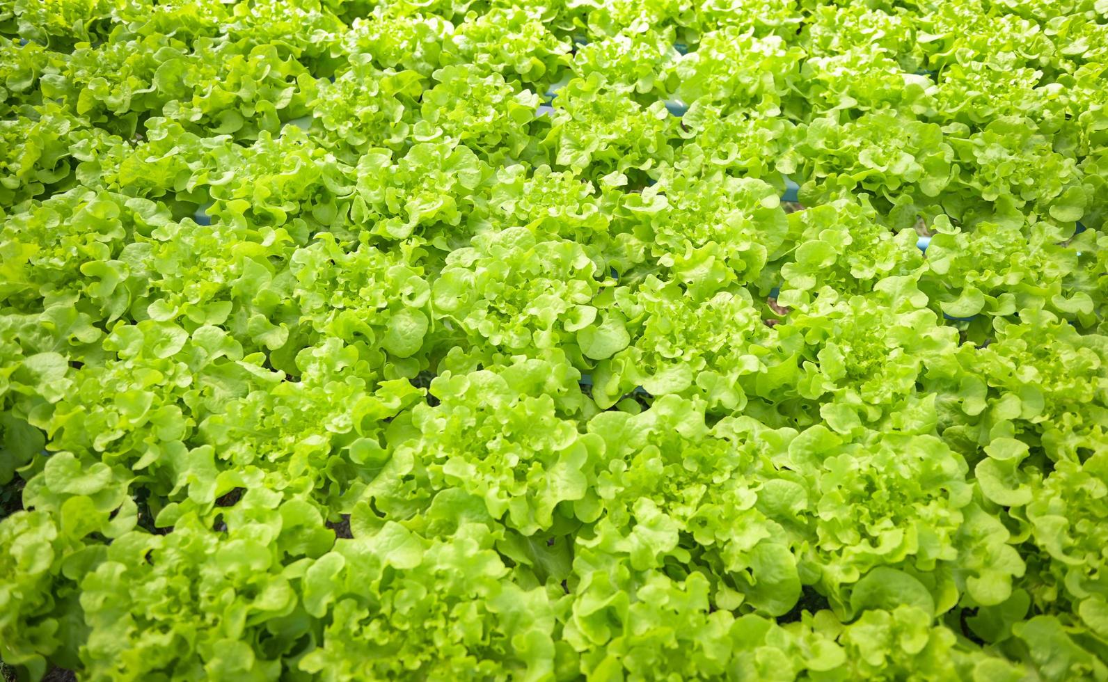 légumes hydroponiques provenant de fermes hydroponiques laitue de chêne verte fraîche poussant dans le jardin, plantes hydroponiques sur l'eau sans sol agriculture biologique aliments de santé nature récolte de feuilles bio photo