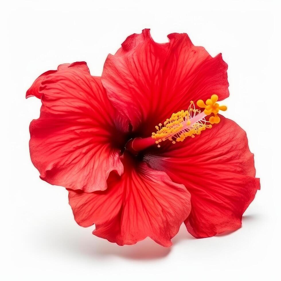 hibiscus fleur isolé. illustration ai génératif photo