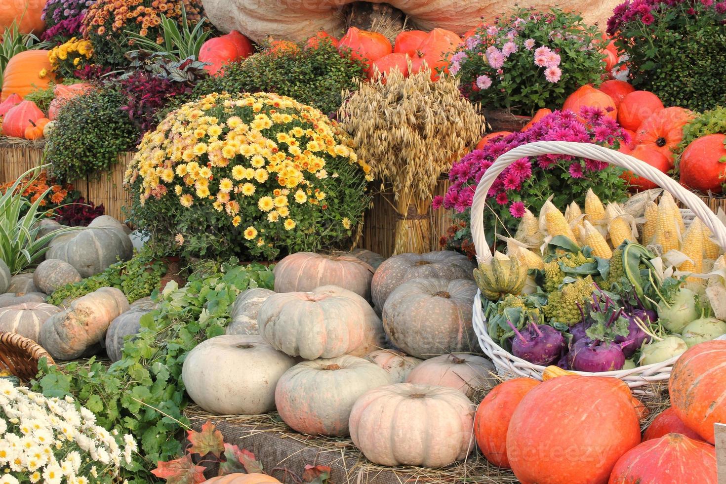 citrouille et légumes biologiques dans un panier en rotin lors d'une foire agricole. récolte du concept de temps d'automne. plante naturelle d'automne de jardin. décor d'halloween d'action de grâces. fond rural de ferme festive. nourriture végétalienne. photo