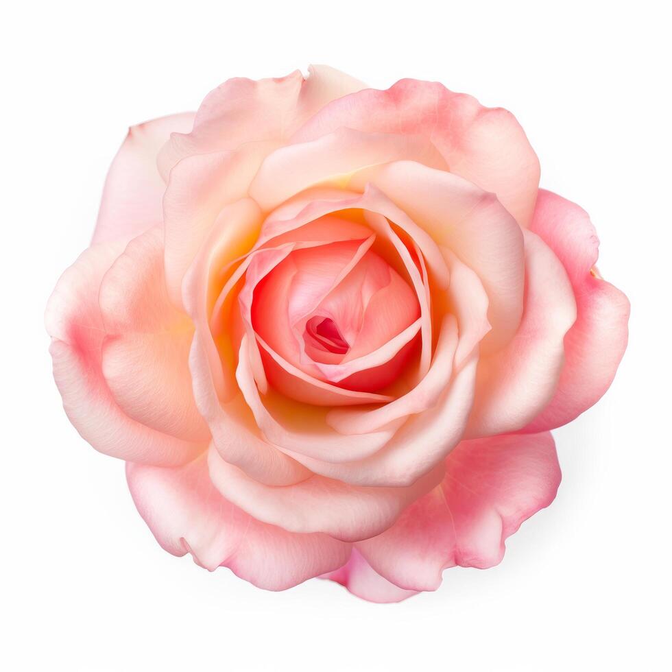 Rose fleur isolé sur blanche. illustration génératif ai photo
