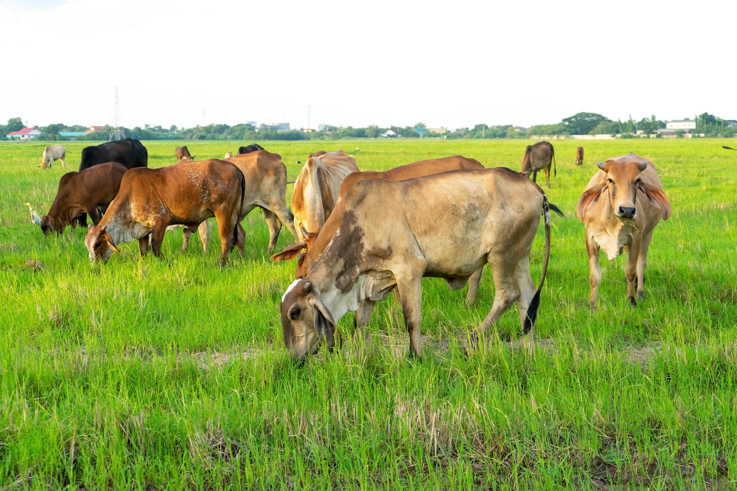 Groupe de vaches mangent l'herbe dans le grand champ avec fond de paysage urbain photo