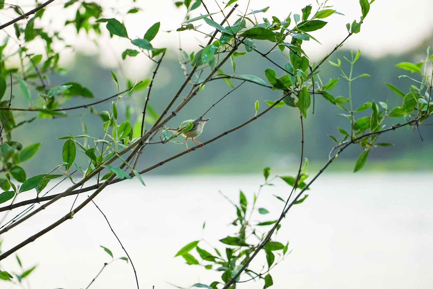 petit oiseau tenant sur la branche d'arbre avec fond de ciel clair photo