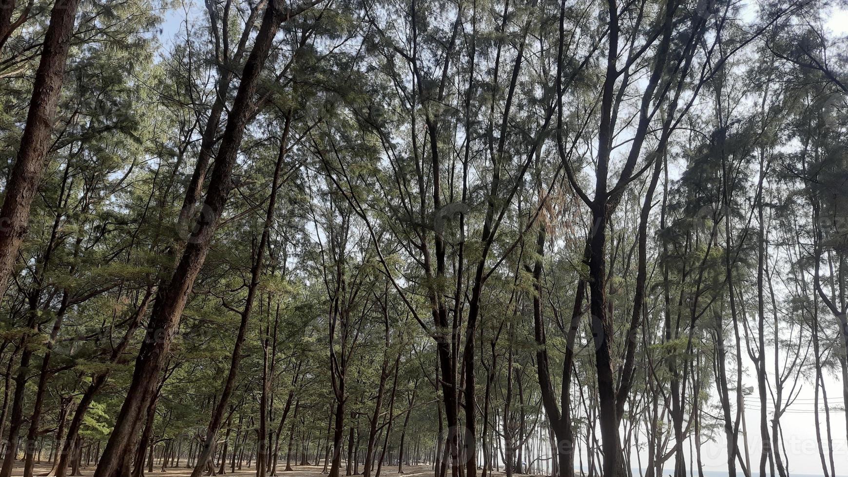 le Naturel beauté de bangladesh barreur bazar photo