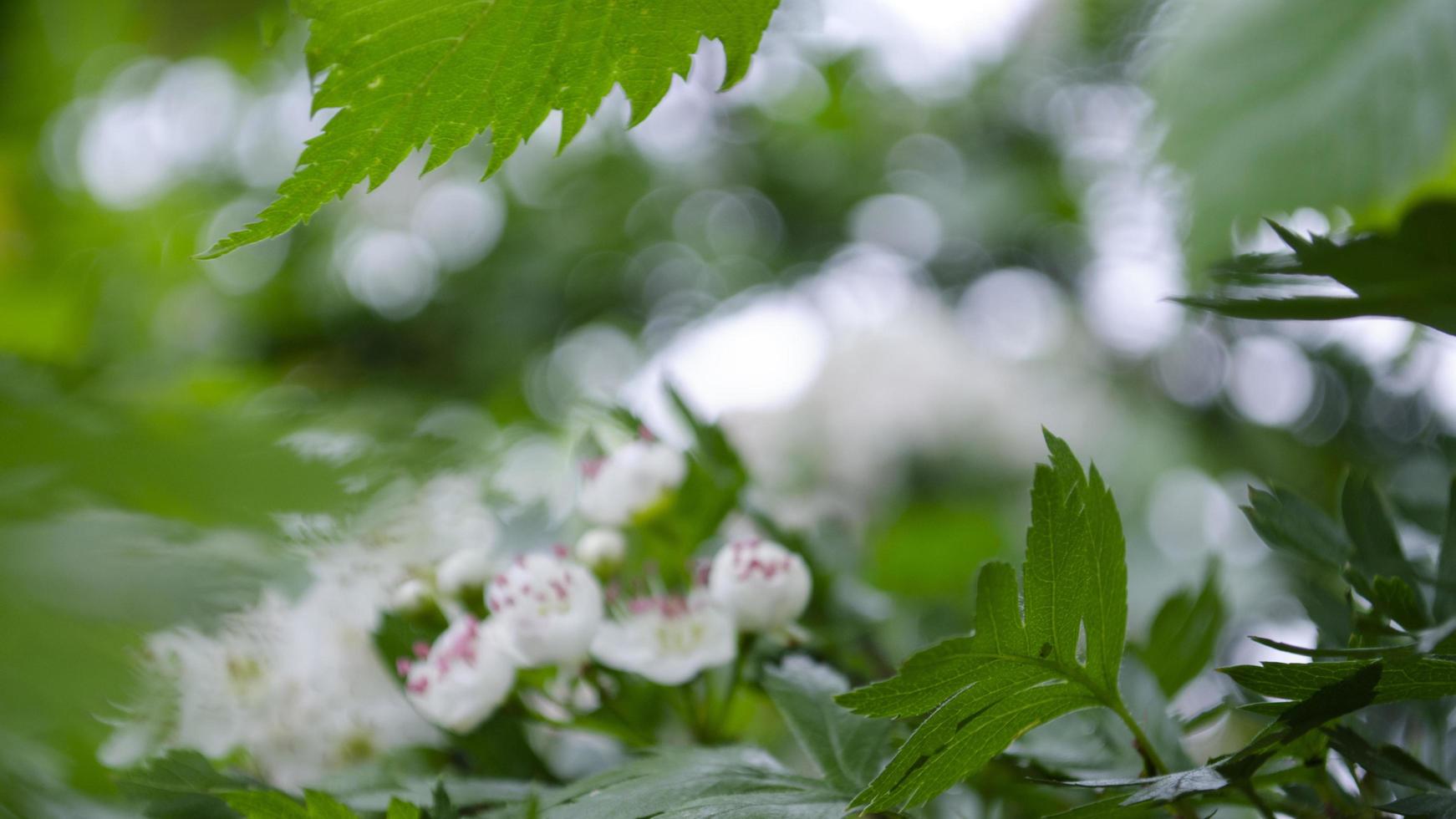 floraison arbre. doux se concentrer. la nature élément pour Contexte. photo