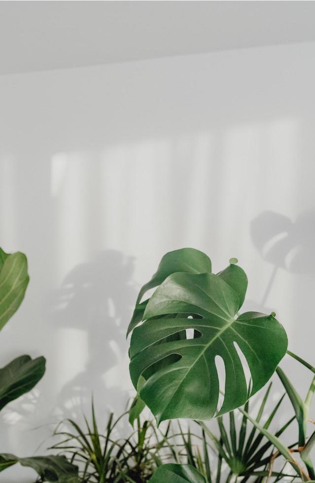 plante avec blanc mur photo
