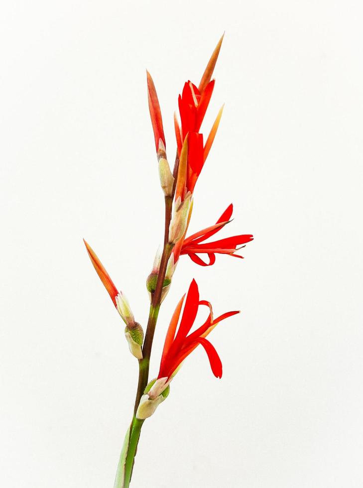 rouge plante avec blanc Contexte photo